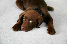 Pet Oder Cleaning