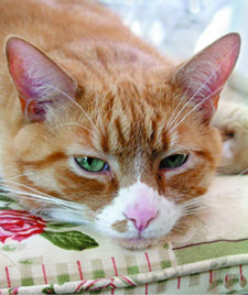 Pet Oder Cleaning