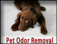 Pet Odor Removal northbrook