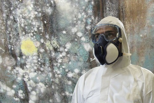 Mold Removal Burr Ridge, IL 60527