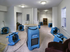 black mold removal restoration