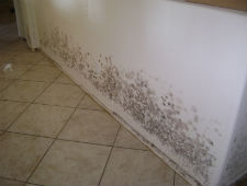 mold remediation libertyville