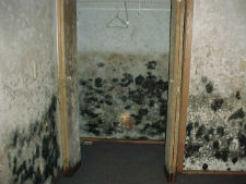 mold remediation downers grove